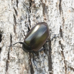 Chalcopteroides spectabilis at Holt, ACT - 24 Nov 2020 11:59 AM