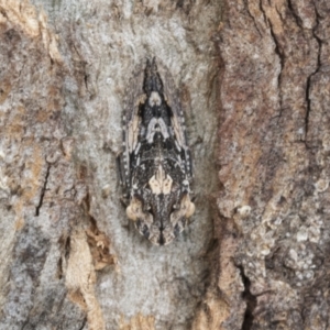 Stenocotis depressa at Higgins, ACT - 24 Nov 2020