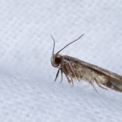 Gelechioidea (superfamily) (Unidentified Gelechioid moth) at Melba, ACT - 22 Jan 2021 by kasiaaus