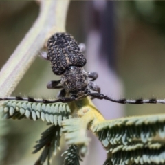 Ancita sp. (genus) (Longicorn or longhorn beetle) at The Pinnacle - 13 Nov 2020 by AlisonMilton