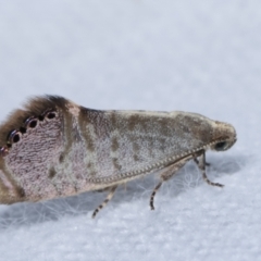 Eupselia melanostrepta (A Twig moth) at Melba, ACT - 22 Jan 2021 by kasiaaus