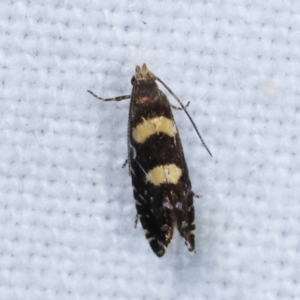 Glyphipterix chrysoplanetis at Melba, ACT - 22 Jan 2021