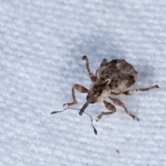 Gerynassa sp. (genus) (Weevil) at Melba, ACT - 22 Jan 2021 by kasiaaus