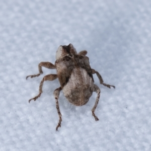 Gerynassa sp. (genus) at Melba, ACT - 22 Jan 2021