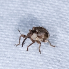 Gerynassa sp. (genus) at Melba, ACT - 22 Jan 2021