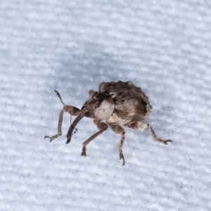 Gerynassa sp. (genus) at Melba, ACT - 22 Jan 2021