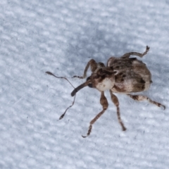 Gerynassa sp. (genus) at Melba, ACT - 22 Jan 2021