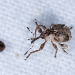 Gerynassa sp. (genus) at Melba, ACT - 22 Jan 2021