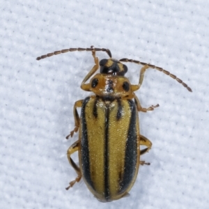 Xanthogaleruca luteola at Melba, ACT - 22 Jan 2021 11:22 PM