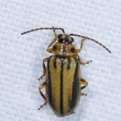 Xanthogaleruca luteola (Elm leaf beetle) at Melba, ACT - 22 Jan 2021 by kasiaaus