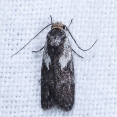 Phylomictis maligna (A Stenomatinae moth) at Melba, ACT - 22 Jan 2021 by kasiaaus