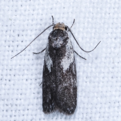 Phylomictis maligna (A Stenomatinae moth) at Melba, ACT - 22 Jan 2021 by kasiaaus