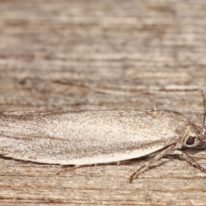 Oecophoridae provisional group 2 at Melba, ACT - 22 Jan 2021 11:30 PM