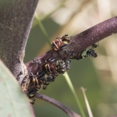 Eurymeloides punctata (Gumtree hopper) at Weetangera, ACT - 11 Jan 2021 by AlisonMilton