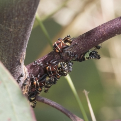 Eurymeloides punctata (Gumtree hopper) at Weetangera, ACT - 12 Jan 2021 by AlisonMilton