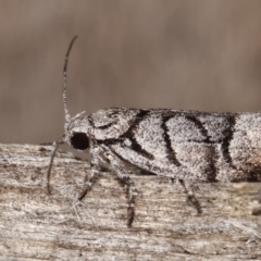 Lichenaula onychodes (A Xyloryctid moth) at Melba, ACT - 22 Jan 2021 by kasiaaus