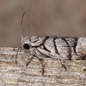 Lichenaula onychodes at Melba, ACT - 22 Jan 2021