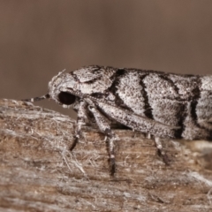 Lichenaula onychodes at Melba, ACT - 22 Jan 2021