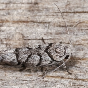 Lichenaula onychodes at Melba, ACT - 22 Jan 2021