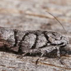 Lichenaula onychodes at Melba, ACT - 22 Jan 2021