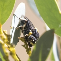 Pergagrapta sp. (genus) (A sawfly) at Kambah, ACT - 20 Jan 2021 by AlisonMilton