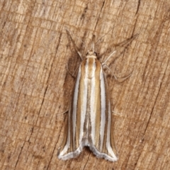 Hednota bivittella (A Crambid moth (Crambinae) at Melba, ACT - 23 Jan 2021 by kasiaaus
