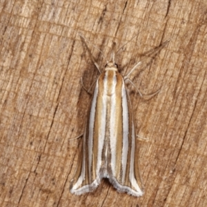 Hednota bivittella at Melba, ACT - 23 Jan 2021