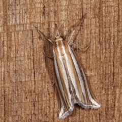 Hednota bivittella at Melba, ACT - 23 Jan 2021