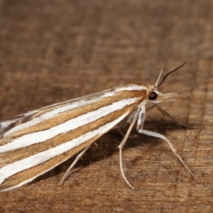 Hednota bivittella at Melba, ACT - 23 Jan 2021