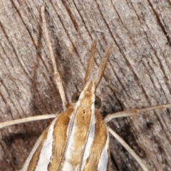 Hednota bivittella at Melba, ACT - 23 Jan 2021 01:19 AM