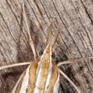 Hednota bivittella at Melba, ACT - 23 Jan 2021