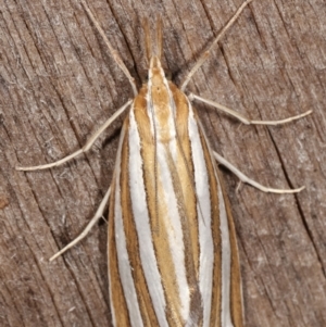 Hednota bivittella at Melba, ACT - 23 Jan 2021 01:19 AM