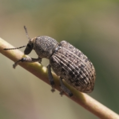 Rhinaria sp. (genus) (Unidentified Rhinaria weevil) at Scullin, ACT - 28 Nov 2020 by AlisonMilton