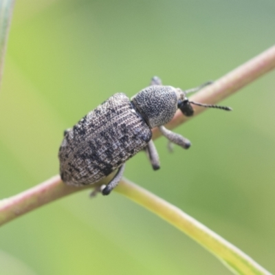 Rhinaria sp. (genus) (Unidentified Rhinaria weevil) at Scullin, ACT - 29 Nov 2020 by AlisonMilton