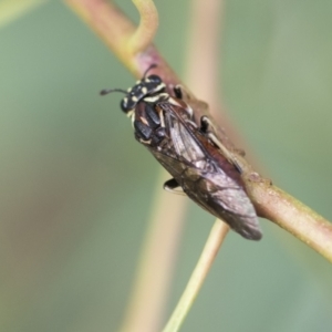 Pergagrapta sp. (genus) at Scullin, ACT - 29 Nov 2020