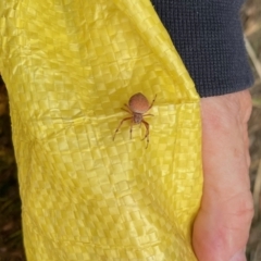 Araneinae (subfamily) (Orb weaver) at Holt, ACT - 30 Jan 2021 by JohnBB