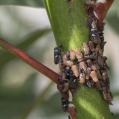 Eurymeloides punctata (Gumtree hopper) at Scullin, ACT - 28 Nov 2020 by AlisonMilton