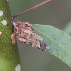 Psychidae (family) IMMATURE (Unidentified case moth or bagworm) at Scullin, ACT - 28 Nov 2020 by AlisonMilton