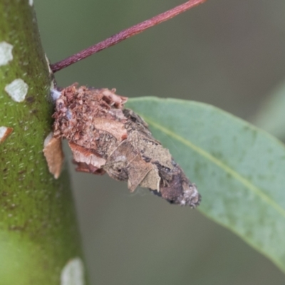 Psychidae (family) IMMATURE (Unidentified case moth or bagworm) at Scullin, ACT - 28 Nov 2020 by AlisonMilton