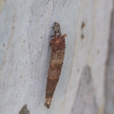 Conoeca or Lepidoscia (genera) IMMATURE (Unidentified Cone Case Moth larva, pupa, or case) at Hawker, ACT - 29 Nov 2020 by AlisonMilton