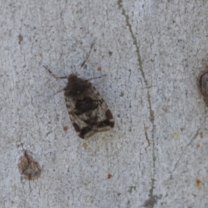 Cixiidae sp. (family) at Hawker, ACT - 29 Nov 2020