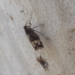 Cixiidae sp. (family) at Hawker, ACT - 29 Nov 2020