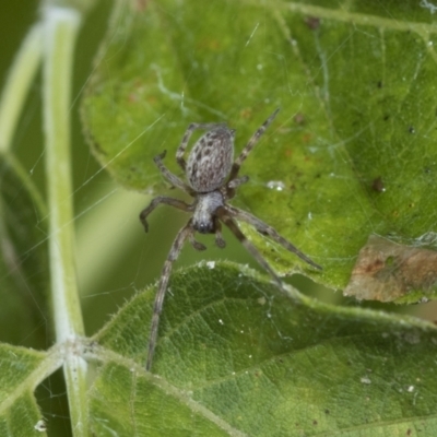 Badumna (genus) (Lattice-web spider) at Higgins, ACT - 30 Jan 2021 by AlisonMilton