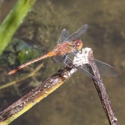 Diplacodes bipunctata (Wandering Percher) at Gungahlin, ACT - 25 Jan 2021 by AlisonMilton