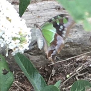 Graphium macleayanum at Boro, NSW - 31 Jan 2021