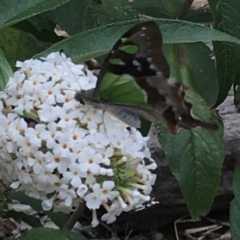 Graphium macleayanum at Boro, NSW - 31 Jan 2021