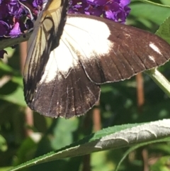 Belenois java (Caper White) at Boro, NSW - 30 Jan 2021 by mcleana