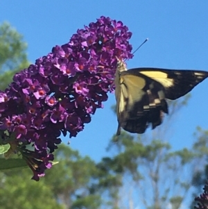 Belenois java at Boro, NSW - 30 Jan 2021