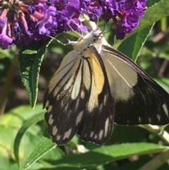 Belenois java at Boro, NSW - 30 Jan 2021