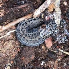 Limax maximus (Leopard Slug, Great Grey Slug) at Aranda, ACT - 1 Feb 2021 by KMcCue